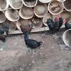 ديوك بلدي