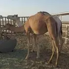 ذلول لقيه هجن طيبه