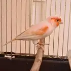 كناري اوربي موزاييك اورنج