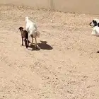 البيع غنم رفيد العدد 19راس