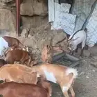 عنقان سمان دهم