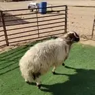 جذع نعيمي اردني ظهر وطرف