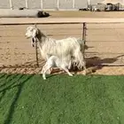 عارضيه بيضاء فاخره تحته جفره