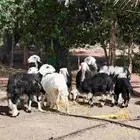 شياه نجد للبيع