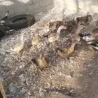 بط بياض شرسير