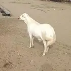 فحل صنف الصنف تم البيع. تم البيع