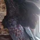 طير ببغاء كاسك و فرخ