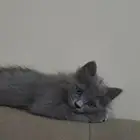 قطه للتبني
