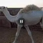 قعود مفرود للبيع