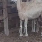 نعاج حريات ولد ودفيع