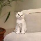 سكوتش تربل فولد مستوى عالي