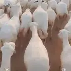 يوجد لدينا ضان رفيديات للبيع العدد 200راس مضاريع قرايب دفيع