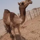 بكره كنانيه حمرا العمر 3 سنوات و 5 اشهور