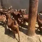 ماعز دهم دفيع ومتابيع