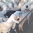 سواكني 100 راس