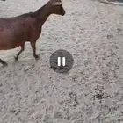 ماعز مواليد