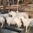 للبيع فحل حري إنتاجه 90 بالميه طليان