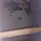 طيور روز منتج