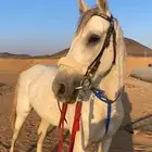 حصان عربي سباق