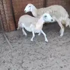 نعجتين حريه مضاريع شرط
