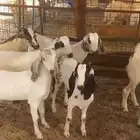 تيوس بلدي للبيع