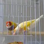 طيور زوج قولدن