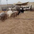 8 جذعان نعيم اردني ظهور واطراف