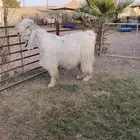 تيس عارضي أبيض فاااخر