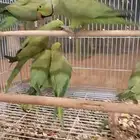 بغبغاء درة هندي