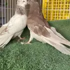 حمام مصري مالطي جامبو