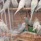 طيور الحب