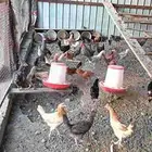 دجاج مشكل البيع