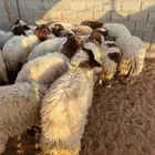 غنم نعيمي بلدي وحريات