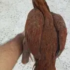 دجاجه باكستاني