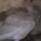 عشة حمام فرنسي منتج