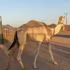 قعود طالع جذع