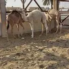 للبيع قعودين وبكره