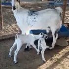 جفره رباع بيشيه صنف الصنف تحتها 2 مشاريع فحول