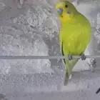 زوج بادجي