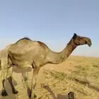 خلفه ثنو سدس حدرها قعود