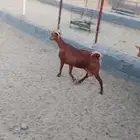 للبيع معزا دهم صنف معزا جرم وطول ومد ولون