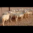 غنم حريه دفيع