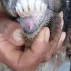 للبيع طليان نعيم