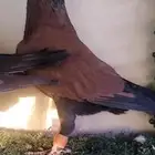 حمام شامي قرنفلي مازوني نخب