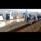 عجول هولندى للبيع
