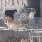 دجاج عمر 8 شهور عدد 25 دجاجه و 5 ديوك