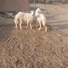 طلي ورخله ذبايح الثلاجه المناسبات