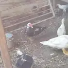 بط ذكوار احجامهم حلوه