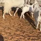 عنز مشروكه بيضاء طيبه بالزلفي