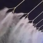ضباب رذاذ